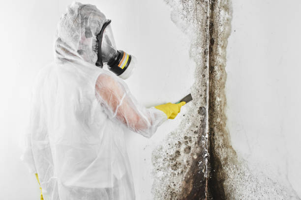 Best Emergency Mold Removal  in Santa Fe, TX