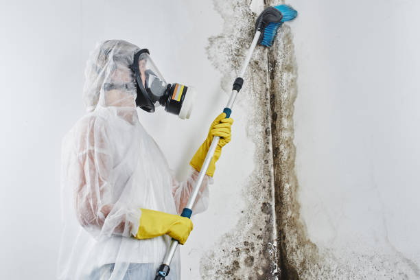 Best Office Mold Removal Services  in Santa Fe, TX