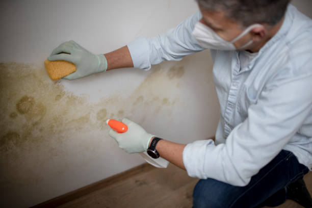 Best Local Mold Removal Service  in Santa Fe, TX