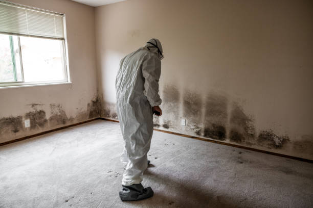 Best Residential Mold Removal  in Santa Fe, TX