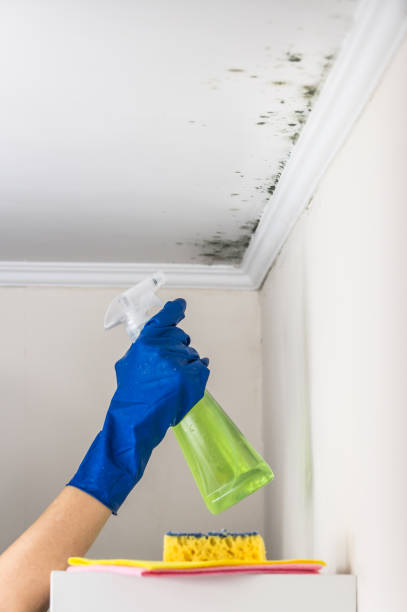 Professional Mold Removal in Santa Fe, TX